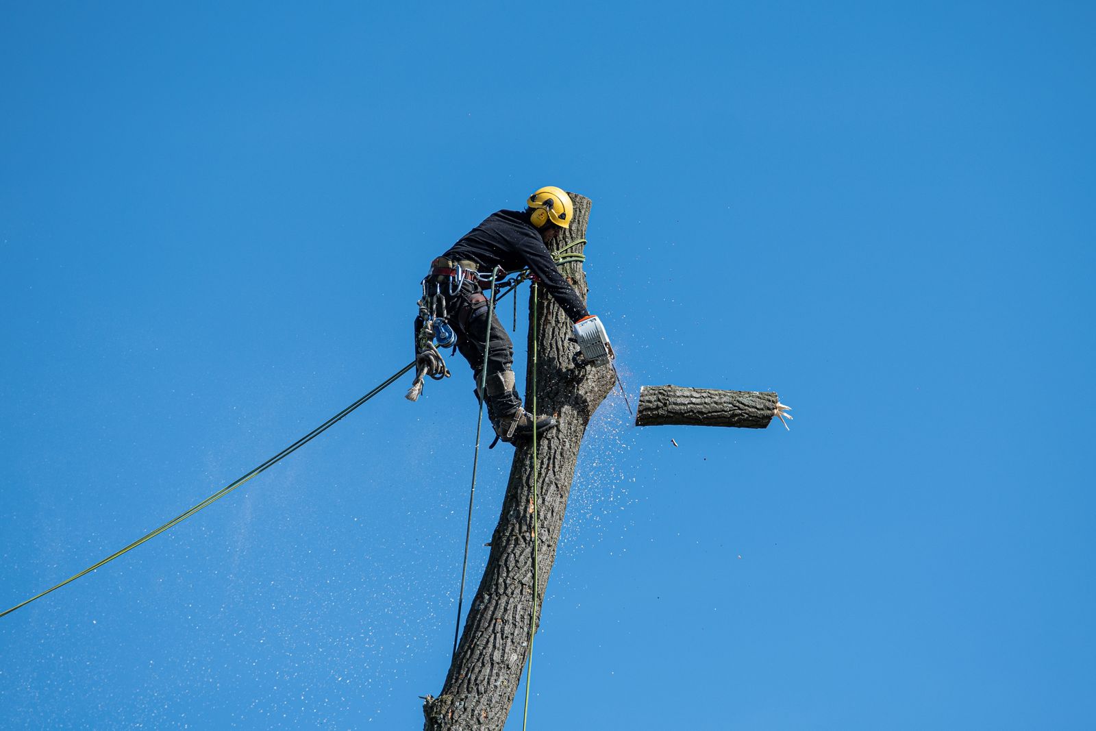 Tree removal
