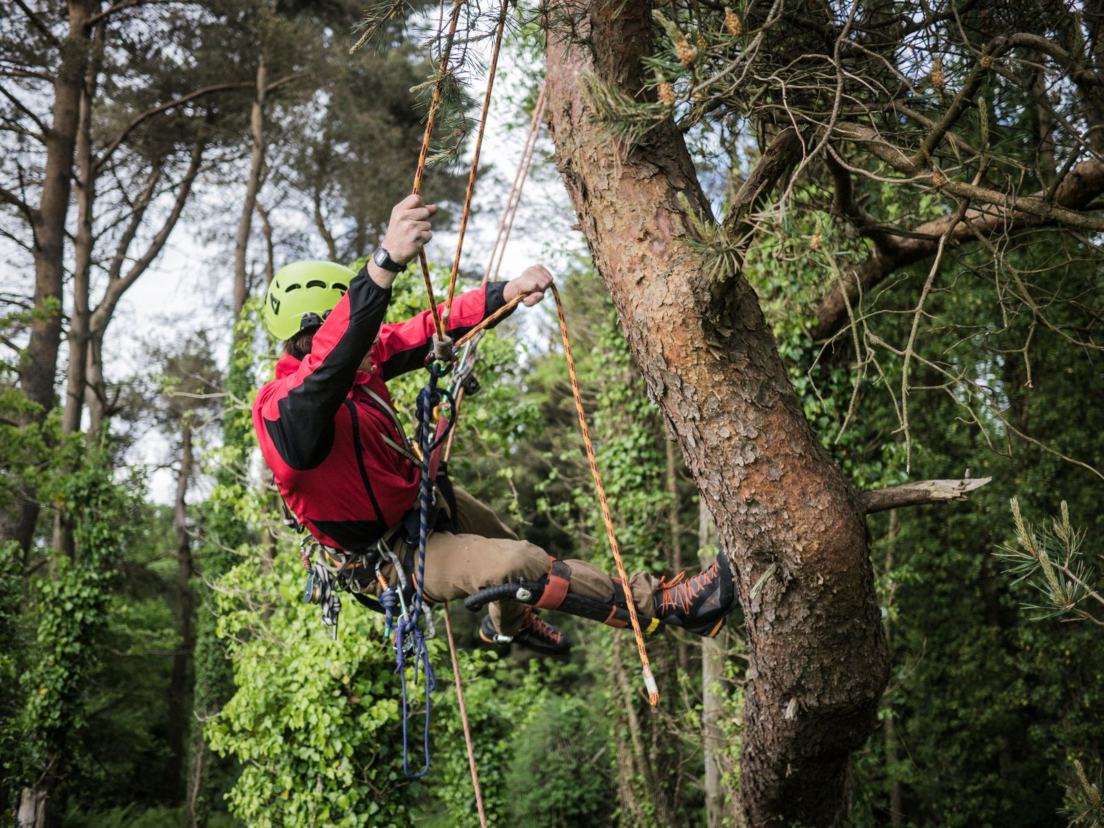Arborist climbing a tree on ropes