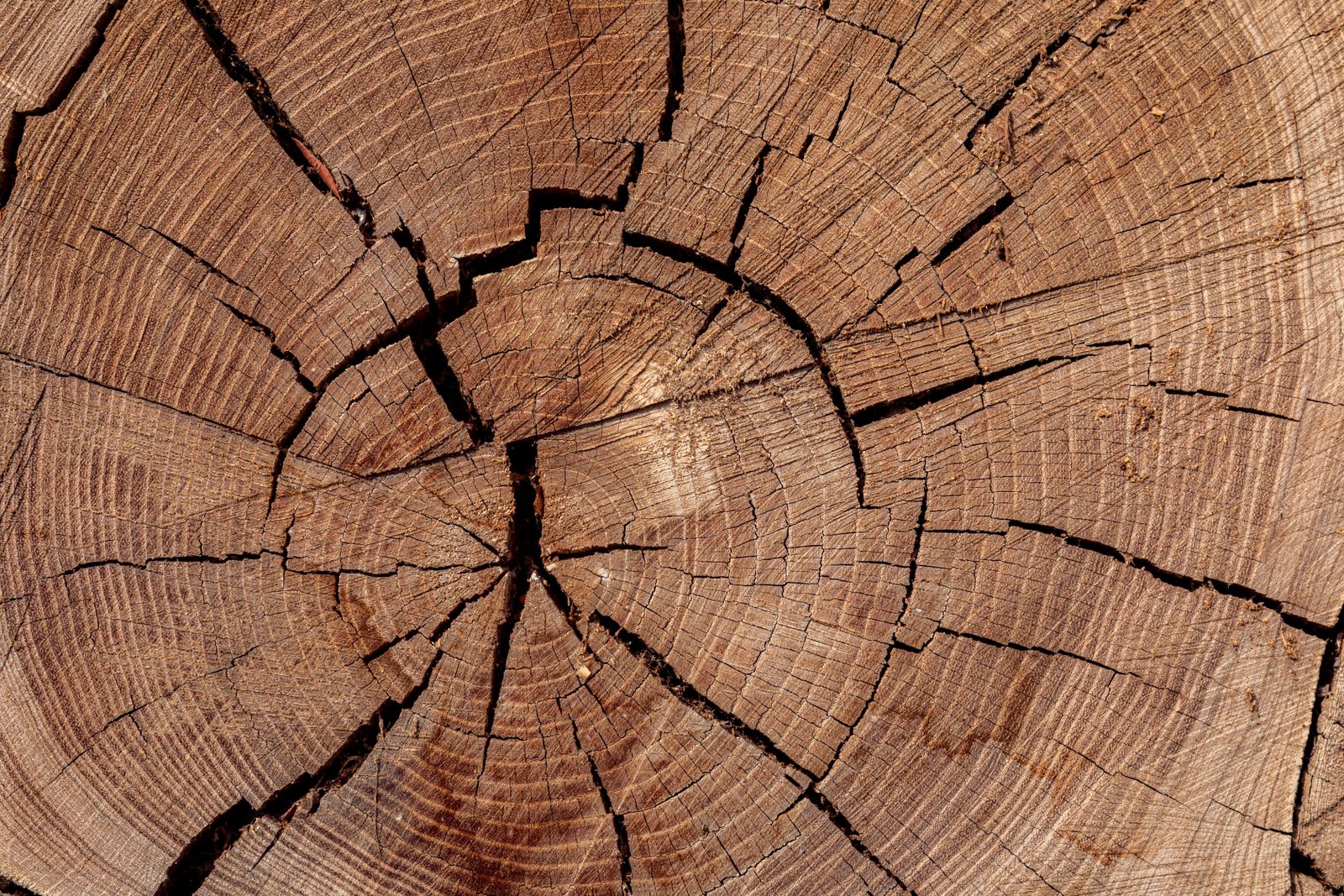 Stump grinding