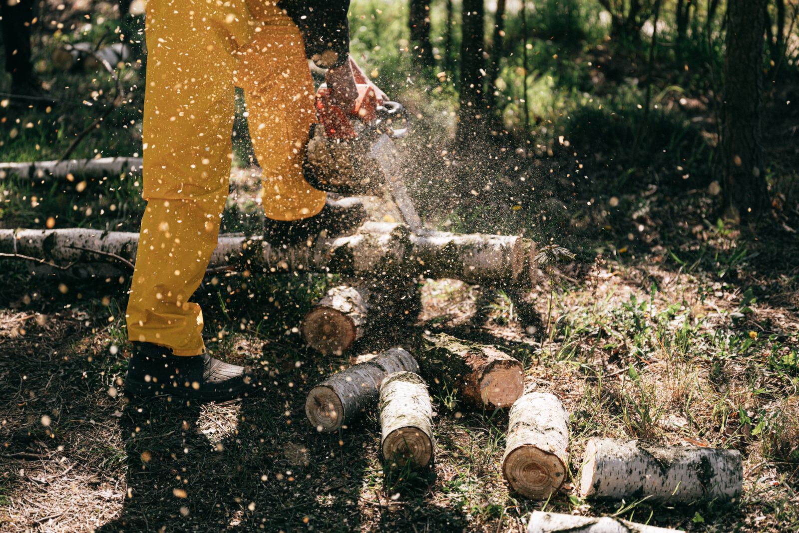 Chainsaw work with sawdust flying